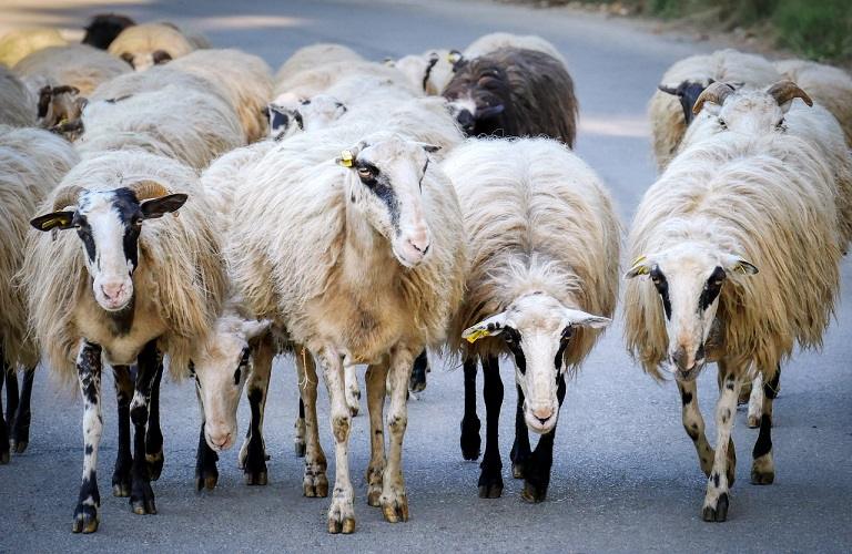 Ευλογιά προβάτων: Έκτακτα μέτρα για την αντιμετώπιση της ζωονόσου