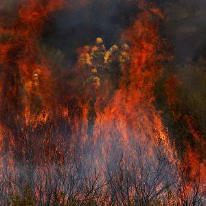 Wildfires in Spain Burn Record Areas Despite Weather Relief