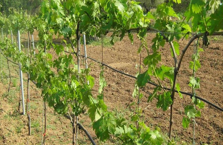 Αμπέλι: Αιτήσεις για αδειοδότηση νέων φυτεύσεων – Τα κριτήρια
