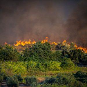 Πρέβεζα: Σε απόγνωση οι πυρόπληκτοι αγρότες – Τι ζητούν