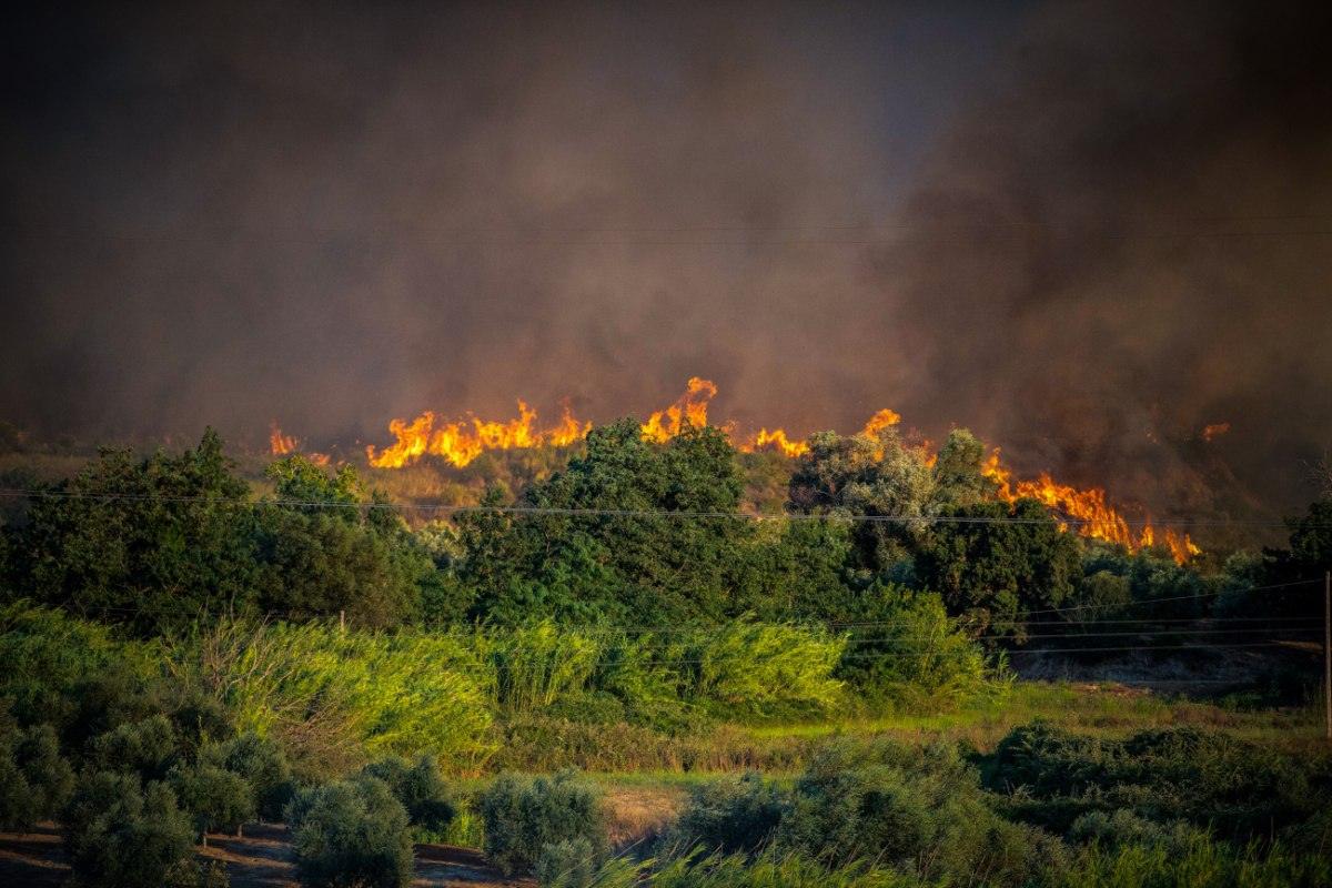 Πρέβεζα: Σε απόγνωση οι πυρόπληκτοι αγρότες – Τι ζητούν