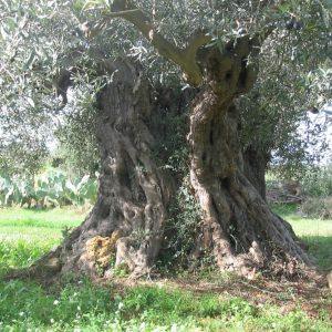 Ιταλία: Ιδρύθηκε η πρώτη «Κοινότητα Ελαιολάδου»