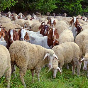 Θεσσαλία: Σε οικονομική κατάρρευση οι κτηνοτρόφοι – Ακόμα περιμένουν αποζημιώσεις