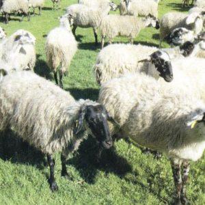 Θεσσαλία: Υπό προστασία το «αυτόχθονο» καραγκούνικο αιγοπρόβατο