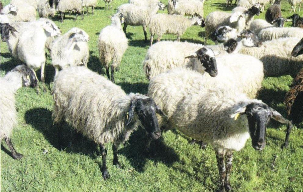 Θεσσαλία: Υπό προστασία το «αυτόχθονο» καραγκούνικο αιγοπρόβατο