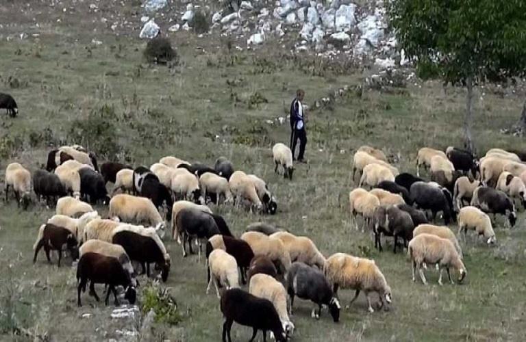 Κτηνοτροφία: Ενισχύσεις για το ετήσιο πρόγραμμα εξυγίανσης ζωικού κεφαλαίο