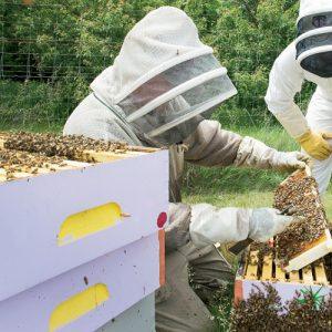 Μελισσοκόμοι: «Αλήθειες» και «ψέματα» για το σκάνδαλο της βιολογικής μελισσοκομίας