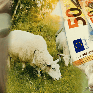 Sheep Pox Outbreak Threatens Greek Dairy Prices