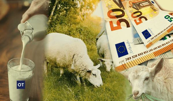 Sheep Pox Outbreak Threatens Greek Dairy Prices