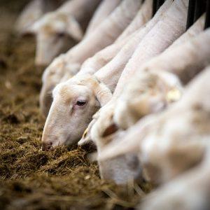 Κρήτη: Ζητείται ανακατανομή της ενίσχυσης de minimis για τους αιγοπροβατοτρόφους