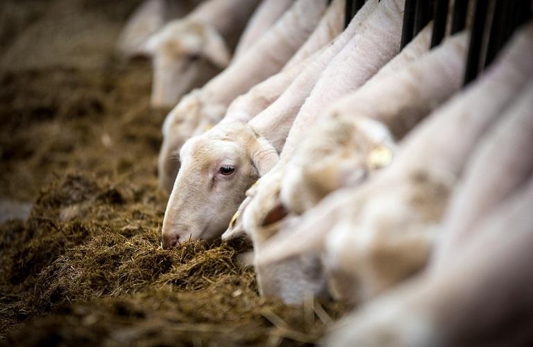 Κρήτη: Ζητείται ανακατανομή της ενίσχυσης de minimis για τους αιγοπροβατοτρόφους