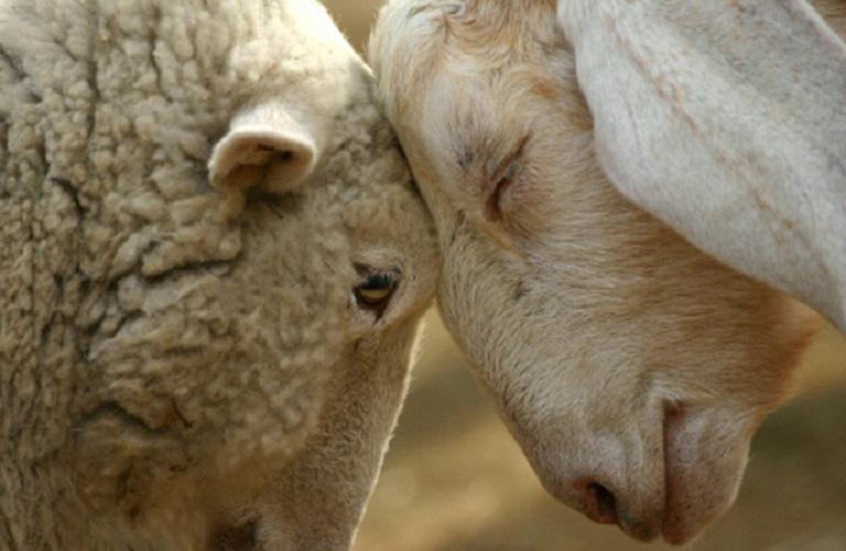 Ευλογιά προβάτων: Σύσκεψη στην Ελασσόνα – Σε απόγνωση οι κτηνοτρόφοι