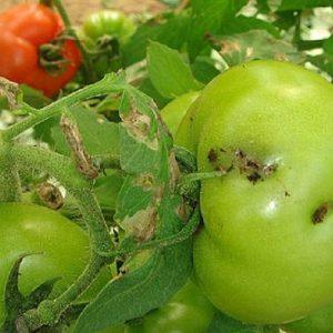 EFSA: Πώς θα κρατηθούν τα φυτικά παράσιτα μακριά από την ΕΕ
