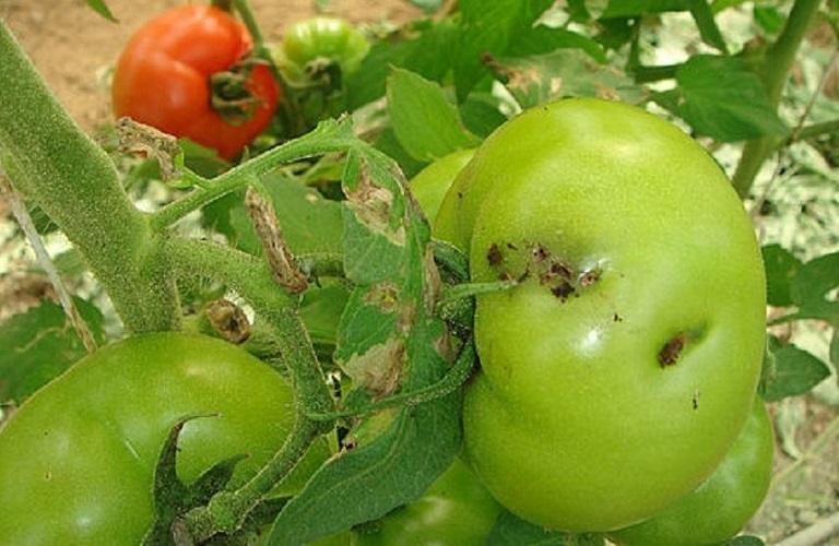 EFSA: Πώς θα κρατηθούν τα φυτικά παράσιτα μακριά από την ΕΕ
