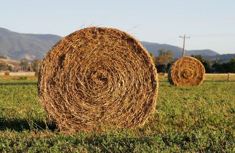ΕΘΕΑΣ: Προβλήματα με τη διακίνηση ζωοτροφών λόγω απαγορεύσεων