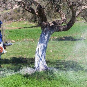 Ελιά: «Παγώνει» η δακοκτονία στην Κρήτη – Ξέμειναν από φυτοφάρμακα