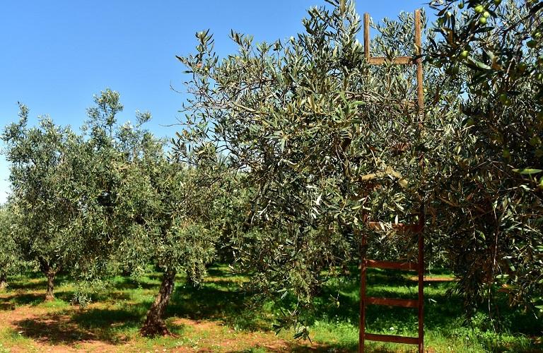 Ελιά: Ολοκληρωμένο ευφυές σύστημα αντιμετώπισης του γλοιοσπορίου