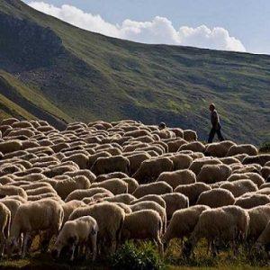 Κτηνοτρόφοι: Ζητούν την καταβολή αποζημιώσεων και την ανασύσταση των κοπαδιών τους