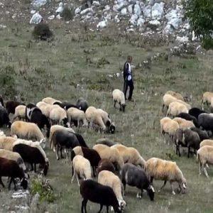 Ευλογιά προβάτων: Πάνω από 450 χιλιάδες ζώα οδηγήθηκαν στη σφαγή