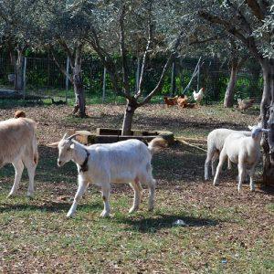 Πρόστιμα για αγροτικές φθορές από παραγωγικά ζώα – Το ύψος
