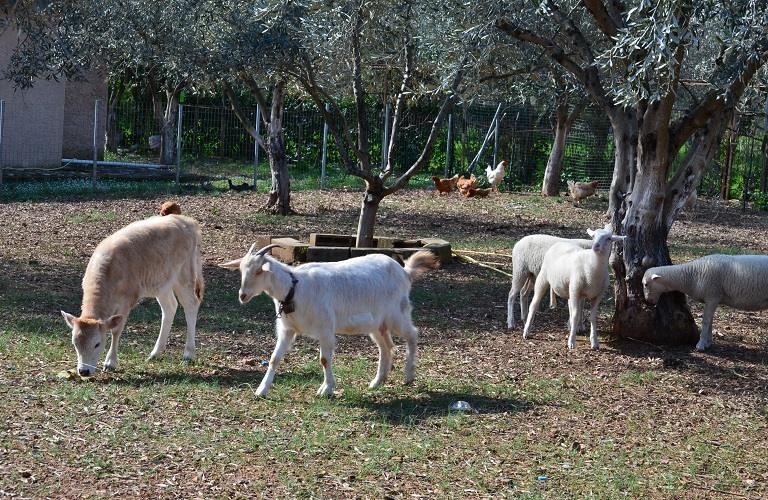 Πρόστιμα για αγροτικές φθορές από παραγωγικά ζώα – Το ύψος