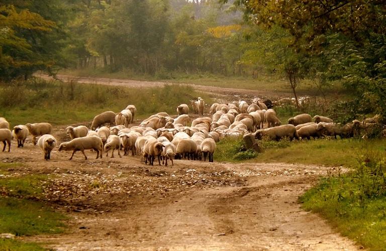 Ευλογιά προβάτων: Χρόνιες παθογένειες οδήγησαν στη σημερινή κρίση