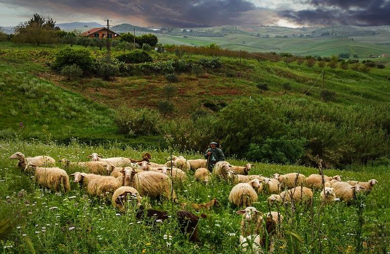ΔΥΠΑ: Επιδοτούμενο πρόγραμμα ανέργων για τη διαχείριση ζωονόσων – Ξεκινούν οι αιτήσεις