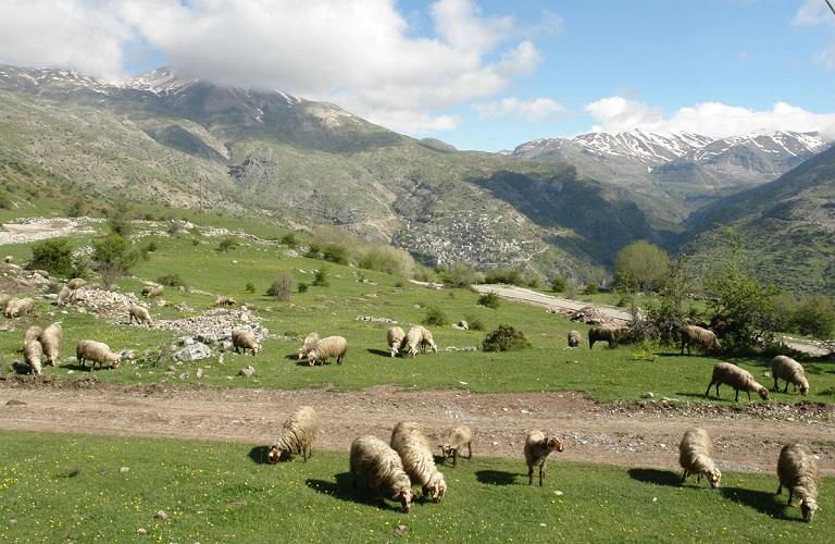 Ευλογιά προβάτων: Απαγορεύεται η είσοδος αιγοπροβάτων στην Κρήτη – Προληπτικά μέτρα