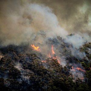ΕΑΕΕ: Σε 8,85 εκατ. ευρώ εκτιμώνται οι αποζημιώσεις για τις δασικές πυρκαγιές του 2025