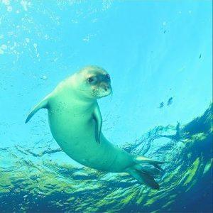 IUCN: Κίνδυνος για δεκάδες χιλιάδες είδη ζώων