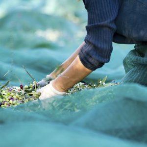 Ελαιοκομία: Εφαρμογή συστημάτων ESG στην ελαιοκομική πρακτική και επιχειρηματικότητα