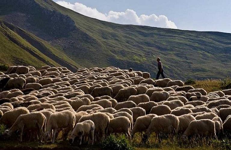 Ευλογιά προβάτων: Τι ισχύει για τις μετακινήσεις κτηνοτρόφων από τα θερινά βοσκοτόπια