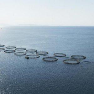 Ιχθυοκαλλιέργειες: Στασιμότητα παραγωγής για τον κλάδο το 2025