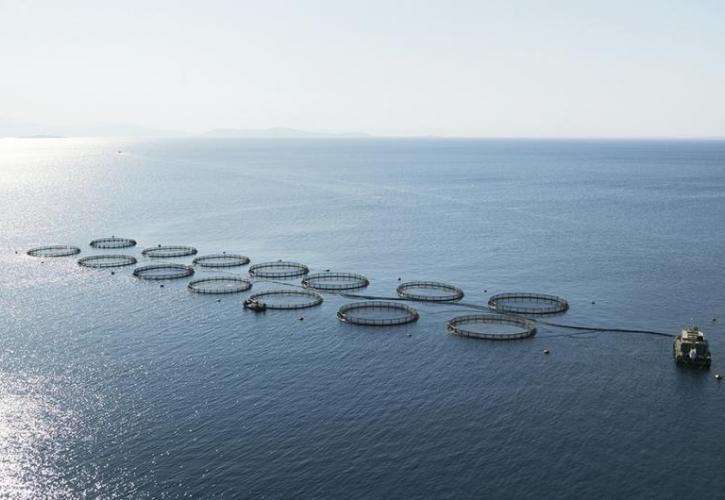 Ιχθυοκαλλιέργειες: Στασιμότητα παραγωγής για τον κλάδο το 2025