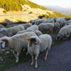 Ευλογιά προβάτων: Πάνω από 327.000 τα θανατωθέντα ζώα – Σε απόγνωση οι κτηνοτρόφοι
