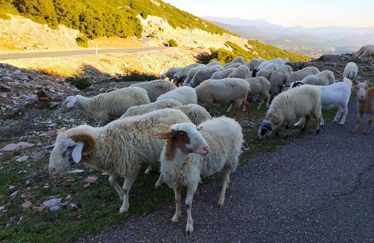 Ευλογιά προβάτων: Πάνω από 327.000 τα θανατωθέντα ζώα – Σε απόγνωση οι κτηνοτρόφοι