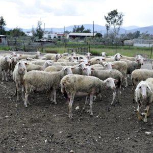Σε απόγνωση λόγω ευλογιάς και ΟΠΕΚΕΠΕ αγρότες και κτηνοτρόφοι – Έρχονται κινητοποιήσεις
