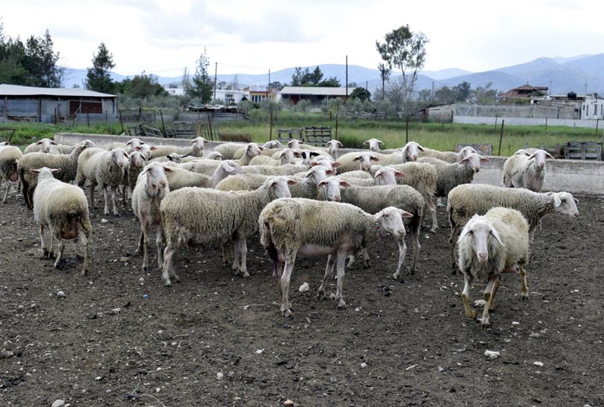 Σε απόγνωση λόγω ευλογιάς και ΟΠΕΚΕΠΕ αγρότες και κτηνοτρόφοι – Έρχονται κινητοποιήσεις