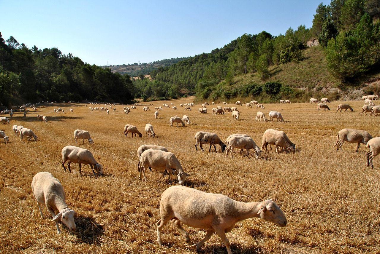 Ευλογιά προβάτων: Έρευνα για το κρούσμα στο Ινστιτούτο Επιστήμης Ζωικής Παραγωγής
