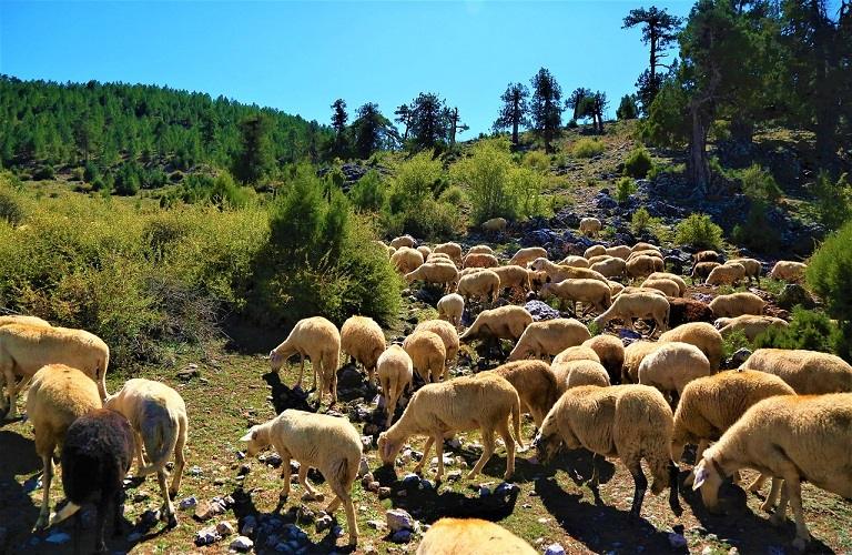 Ευλογιά προβάτων: Σε 14.000 ανέρχονται τα θανατωθέντα ζώα στη Δυτική Ελλάδα