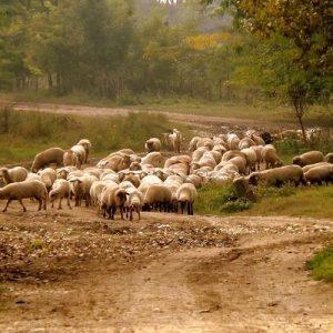 Greece to Tighten Controls as Sheep Pox Outbreak Spreads