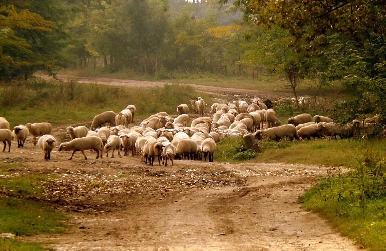 Ευλογιά προβάτων: Επιτροπή στα πρότυπα του Covid για την αντιμετώπιση της ζωονόσου