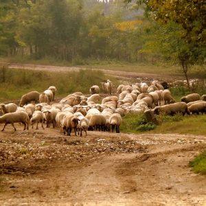 Ευλογιά προβάτων: Επιπλέον 10 εκατ. ευρώ στις Περιφέρειες για αποζημιώσεις