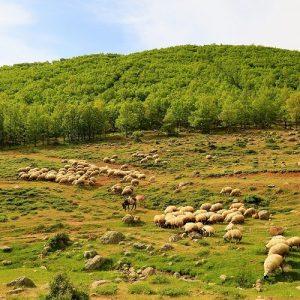 Ευλογιά προβάτων: Παρατείνονται τα προληπτικά μέτρα στην Κρήτη