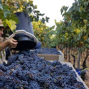 Αμπέλι: Με ποιοτική υπεροχή η συγκομιδή στο Κιλκίς