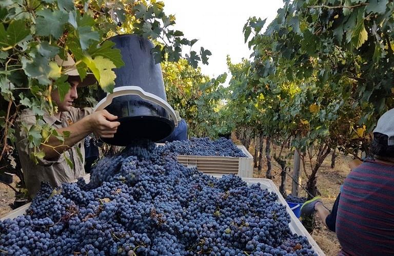 Αμπέλι: Με ποιοτική υπεροχή η συγκομιδή στο Κιλκίς