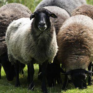 ΟΠΕΚΕΠΕ: Απαραίτητη η απογραφή ζωικού κεφαλαίου για να πληρωθούν οι αυτόχθονες φυλές