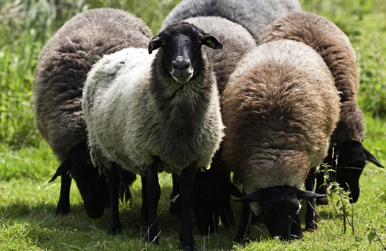 ΟΠΕΚΕΠΕ: Απαραίτητη η απογραφή ζωικού κεφαλαίου για να πληρωθούν οι αυτόχθονες φυλές