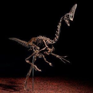 Christie’s: Σε δημοπρασία σπάνιος σκελετός δεινοσαύρου – Στόχος τα 6 εκατ. δολάρια