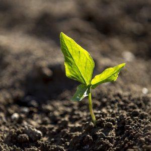 ΕΕ: Οι ευρωβουλευτές ζητούν ταχύτερες διαδικασίες έγκρισης για τους βιολογικούς ελέγχους